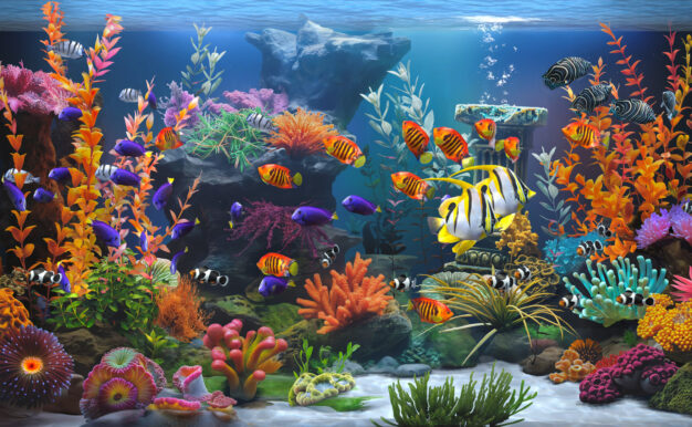 禅意水族馆/Zen Aquarium